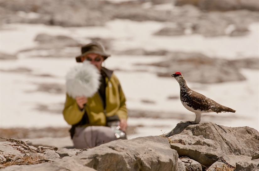 Automatic sound stations and bioacoustics: The backbone of COAT Varanger's annual winter field work on ptarmigan